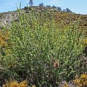 Berberis australis  -  SUB-ENDEMISMO IBERICO